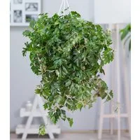 BALDUR Garten Zimmerpflanze Hängepflanze Cissus, 1 St., Wein, pflegeleicht, kübelgeeignet