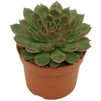 meinvipshop Topfpflanze Sukulente Echeveria Skat XXL 17cm