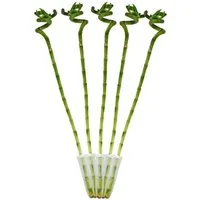 Exotenherz Zimmerpflanze 5er Set Glücksbambus 'Lucky Bamboo' spiralförmig im Röhrchen ca. 40 cm