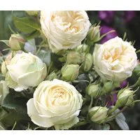 Dehner Rose Nostalgie®-Edelrose Wedding Piano®, 15-30 cm, gefüllte cremeweiße Blüten, Züchter Tantau