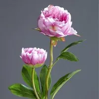 Kunstblume Pfingstrose mit 2 Blüten 60cm DP Seidenblumen künstliche Blumen Päonie, Seidenblumen Roß, Höhe 60 cm, Rosa-Pink