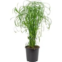 Flowerbox Zimmerpflanze Zyperngras - Cyperus alternifolius, pflegeleicht - Höhe ca. 60 cm, Topf-Ø 14 cm