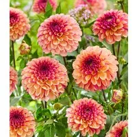 BALDUR Garten Blumenzwiebeln Dahlie 'Palmares', Kragendahlie, reichblühend, lange Blütezeit