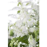 Pflanzen für Dich Staude Astilbe arend. Brautschleier, 1 St., Prachtspiere, Astilbe