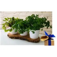 Olivenholz-erleben Kräuterbeet 3er Kräuterstation auf Olivenholz-Sockel (Set, 4 St., 1x Olivenholzbrett, 3x Keramikübertöpfe, plus Überraschung), elegante Keramikübertöpfe, perfekt für direktes Einsetzen von Kräutern