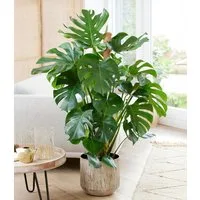 BALDUR Garten Zimmerpflanze Monstera - Fensterblatt ca. 60-70 cm hoch, im 19 cm Topf, 1 St., Zierpflanze, pflegeleicht