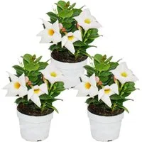 Exotenherz Topfpflanze Dipladenia Chilenischer Jasmin verschiedene Farben 10cm Topf 3er Set