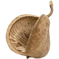 NaDeco Bastelnaturmaterial Buddha-Nuss in Natur, Größe ca. 8-15cm Buddha Nut