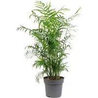 Flowerbox Zimmerpflanze Bergpalme - Chamaedorea elegans, pflegeleicht - Höhe ca. 70 cm, Topf-Ø 17 cm