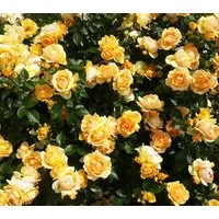 Dehner Rose Beetrose Hansestadt Rostock®, gelb- apricot-farbene, gefüllte und duftende Blüten, Züchter Tantau