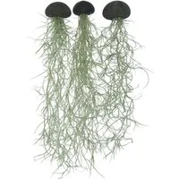 meinvipshop Hängedekoration 3er Set Seeigelgehäuse schwarz mit Tillandsia spanischem Moos (Set, 3 St., 3er Set)