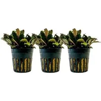Aquaone Wasserpflanze Aquarium Pflanze 3 Stück Bucephalandra sp 'Blue green' Nr.340A
