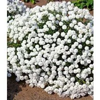 BALDUR Garten Staude Achillea 'Diadem', 2 St., Uferbepflanzung,winterhart, mehrjährig,duftend