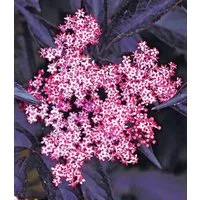 BALDUR Garten Obstpflanze Holunder Sambucus nigra 'Thundercloud', 1 St., Holunderblütensirup, winterhart, mehrjährig, pflegeleicht
