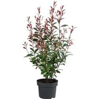 Dehner Hecken Glanzmispel Carre Rouge, Photinia fraseri, verschiedene Größen, immergrüner Strauch mit rotem Blattaustrieb