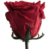 Kunstblume Ewige Rose konserviert mit Stiel echte haltbare Blume Rose, ROSEMARIE SCHULZ Heidelberg, Höhe 50 cm, Infinity Rose, Geschenk für Frauen, Valentinstag, Made in Germany