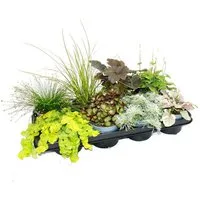 Exotenherz Beetpflanze Bunte Herbst-Stauden Mischung Herbstzauber 8 winterharte Stauden