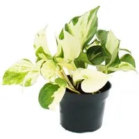 Exotenherz Zimmerpflanze Weiß-bunte Efeutute Epipremnum Happy Leaf Scindapsus 12cm Topf