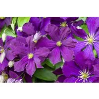 Pflanzen für Dich Kletterpflanze Clematis viticella Etoile Violette, 1 St., Italienische Waldrebe, Clematis, violettblühend, kletterpflanze