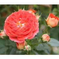 Dehner Rose Zwerg-Kletterrose Starlet® Carmen®, 15-30 cm, gefüllte duftende Blüten, Farbe orange-rot, Züchter Tantau
