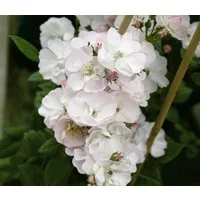 Dehner Rose Ramblerrose Perennial Blush®, weiß-zartrosa Blüten
