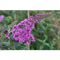 Pflanzen für Dich Gehölze Buddleja davidii Pink Delight, 1 St., Schmetterlingsflieder, Sommerflieder