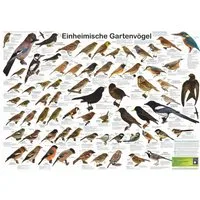 Close Up Poster Einheimische Gartenvögel Poster deutsch DIN A1 84,1 x 59,4