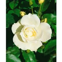 Pflanzen für Dich Rose Rosa Schneewittchen