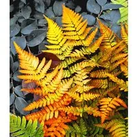 BALDUR Garten Staude Schmuck-Farn 'Golden Brilliant', 1 St., Schmuckfarne,winterhart, mehrjährig, pflegeleicht
