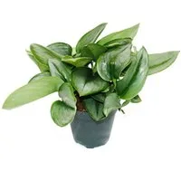 Exotenherz Zimmerpflanze Mondschein-Efeutute - Scindapsus pictus 'Moonlight' - 12cm Topf