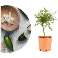 Meine Orangerie Obstpflanze Fingerlimette - Microcitrus australasica - Kaviarlimette, verschiedene Sorten im Ø22 cm Topf, professionell veredelter und fruchtreifer Zitrusbaum