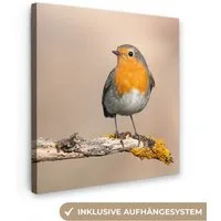 OneMillionCanvasses® Leinwandbild Rotkehlchen - Vogel - Zweig - Tiere, Fotodruck (1 St), Wandbild, Deko Schlafzimmer Wohnzimmer Flur 20x20 cm