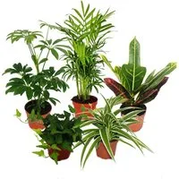 Exotenherz Zimmerpflanze Großes Zimmerpflanzen Set mit 5 Pflanzen - 9cm