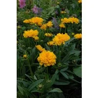 Pflanzen für Dich Staude Coreopsis grand. Early Sunrise, 1 St., Mädchenauge