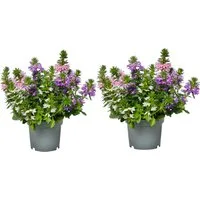 meinvipshop Topfpflanze Fächerblume Scaevola aemula Trio 2er Set