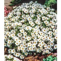 BALDUR Garten Bodendecker Bergsandblume, 9 St., Polsterstaude, winterhart, mehrjährig, pflegeleicht
