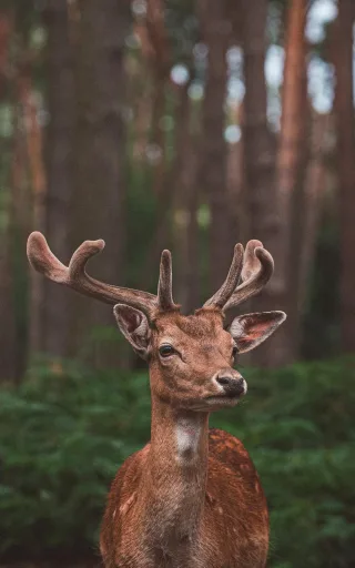 Fussmatte 7613 | Größe: 150 cm x 190 cm