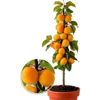 BALDUR Garten Obstpflanze Säulen-Aprikose, 1 St., Zwergmarillenbaum, winterhart, mehrjährig, essbar
