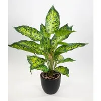 Kunstpflanze Dieffenbachia 50cm grün-gelb im Topf ZF Kunstblume künstliche Pflanzen Schweigrohr, Seidenblumen Roß, Höhe 50 cm