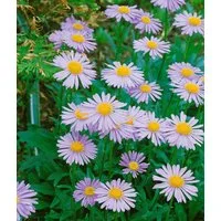 Pflanzen für Dich Staude Aster tong. Wartburgstern, 1 St., Tongol-Aster, Wartburgstern-Aster