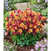 BALDUR Garten Staude Akelei 'Earlybird® Red Yellow', 6 St., Einzigartiig,winterhart, mehrjährig, pflegeleicht