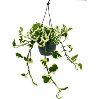 Exotenherz Zimmerpflanze Epipremnum aureum N'Joy kleinblättrig und weiss-bunt 15cm Ampeltopf