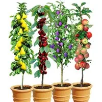 BALDUR Garten Obstpflanze 4er Säulenobst-Kollektion, 4 St., winterhart, mehrjährig, pflegeleicht