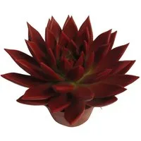 meinvipshop Zimmerpflanze Echeveria 'Miranda' Zimmerpflanze