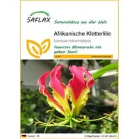 SAFLAX Blumensamen SAFLAX - Afrikanische Kletterlilie - 15 Samen - Gloriosa