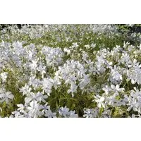 Pflanzen für Dich Staude Phlox divaricata White Perfume, 1 St., Waldphlox, Duftphlox