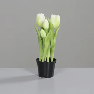 25 cm