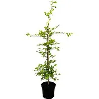 Pflanzen für Dich Baum Carpinus betulus, 1 St., Hainbuche, Weißbuche, dicht verzweigt, schnittverträglich