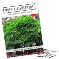 HappySeed Blumensamen Moso Riesenbambus Samen - Phyllostachys pubescens, Bambus