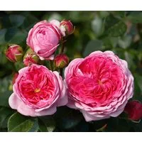 Dehner Rose Nostalgie®-Edelrose Modern Art®, 15-30 cm, duftend, 6 l Topf, rosa-pinke Blüten, gefüllt und duftend, Züchter Tantau